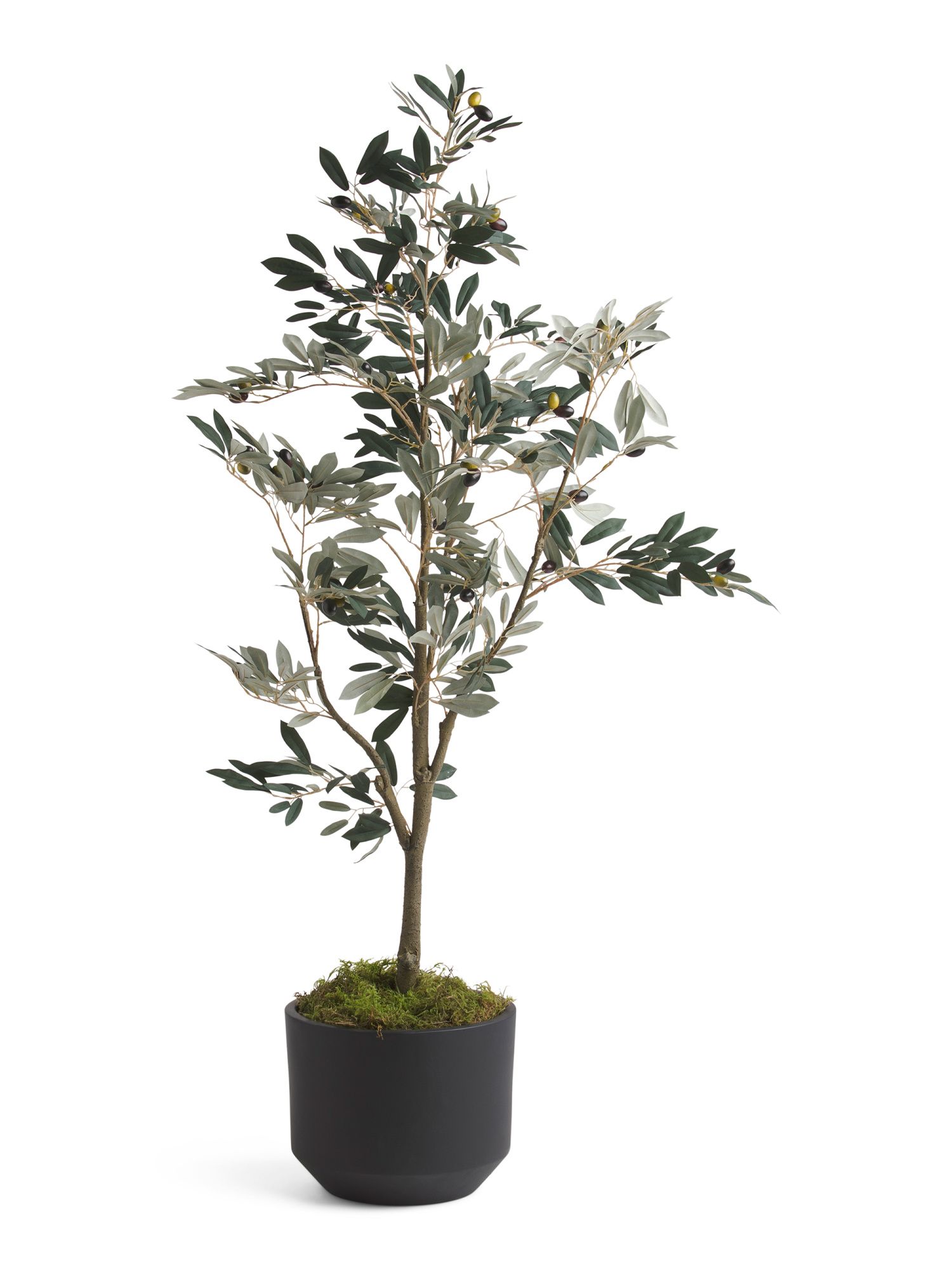 5ft Olive Tree In Matte Pot | TJ Maxx