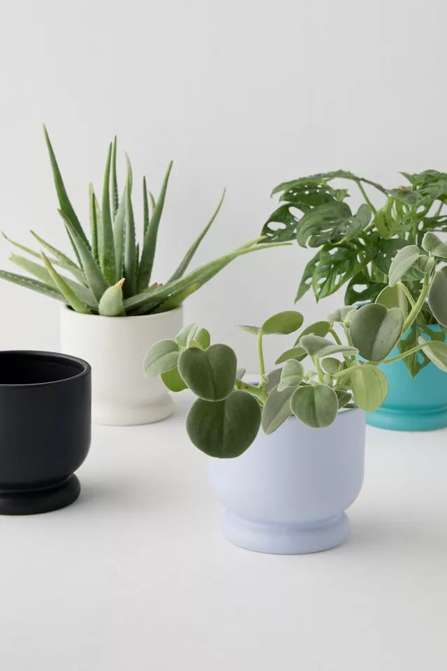 Frankie Planter | Urban Outfitters (US and RoW)