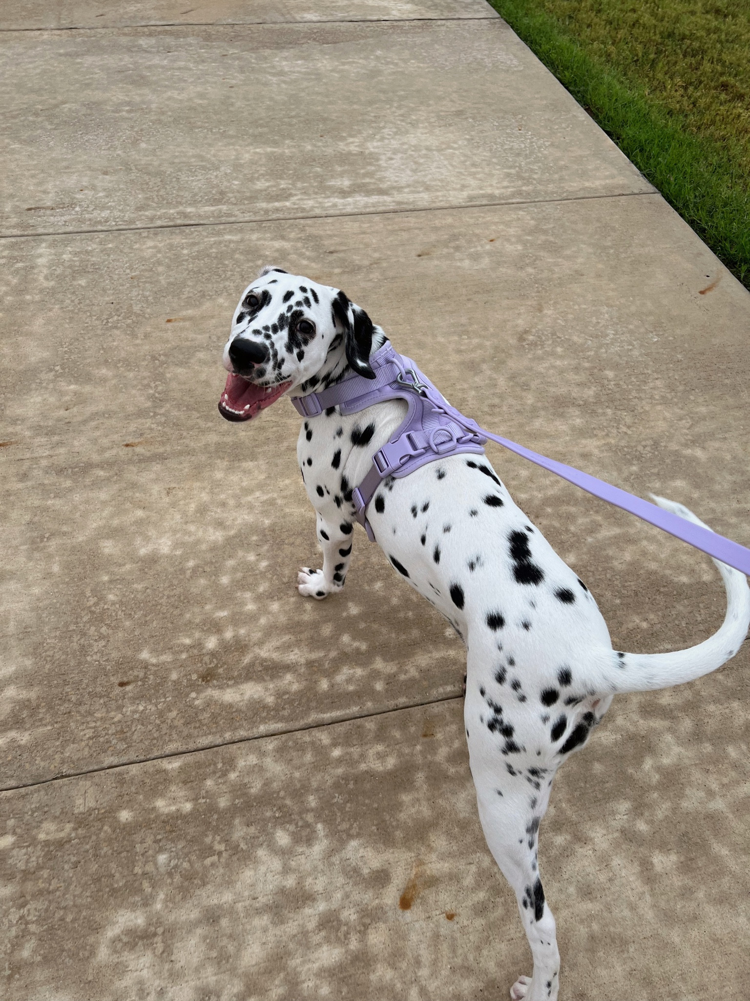 dog walking set - the walk kit 
use code DOVEY00952

#LTKhome #LTKsalealert #LTKGiftGuide