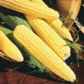 0.50 lb. Sweet Corn Northern Xtra Sweet Hybrid Seed Packet | The Home Depot
