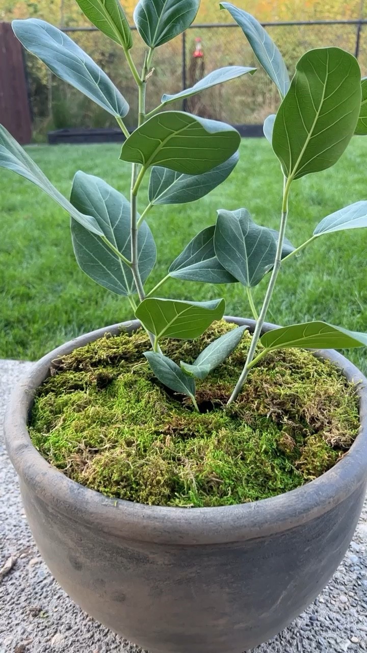 My Audrey Ficus in a DIY found pot  

#LTKunder100 #LTKhome