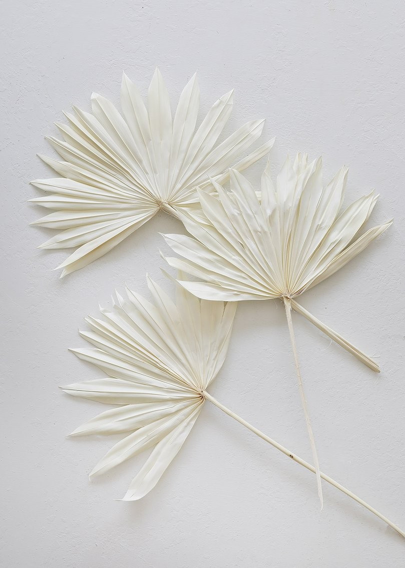 Afloral Natural Sun Palms in Bleached Cream White - Pack of 5 | Afloral (US)