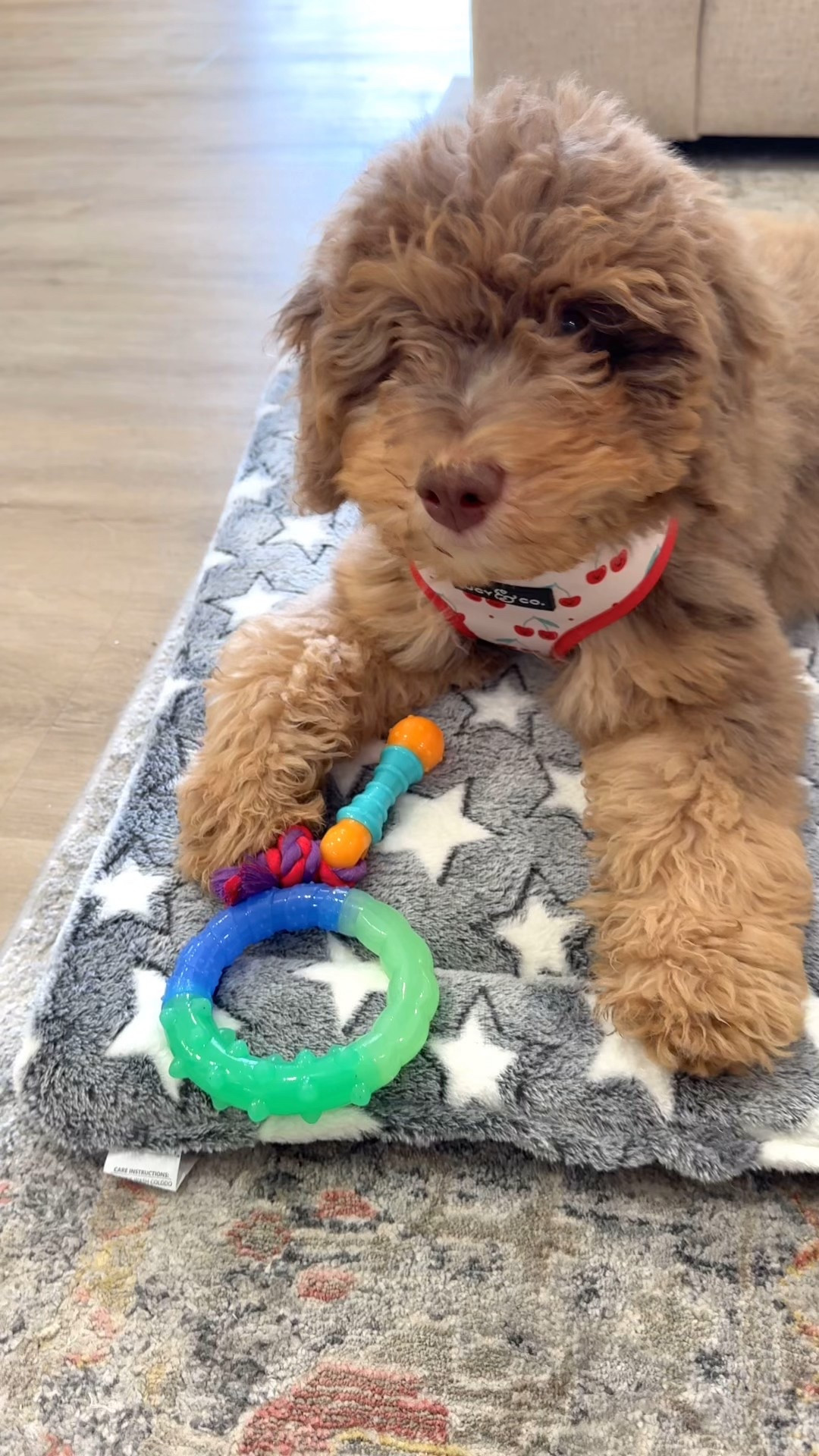 Puppy love with this puppy bed pad. 

#LTKHome #LTKdayinmylife #LTKvlog
