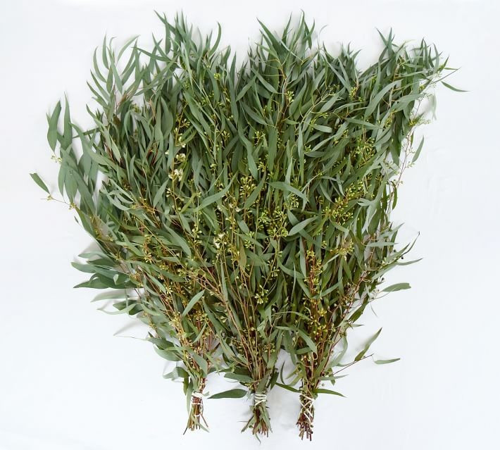 Live Willow Eucalyptus Branches, 3 Bunches | Pottery Barn (US)