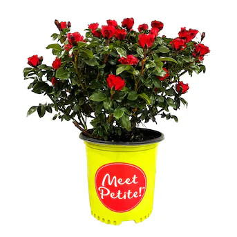 Meet Petite' Knockout Rose Flowering Shrub in 1.5 -Gallon Pot 1 -Pack with Red Blooms | Lowe's