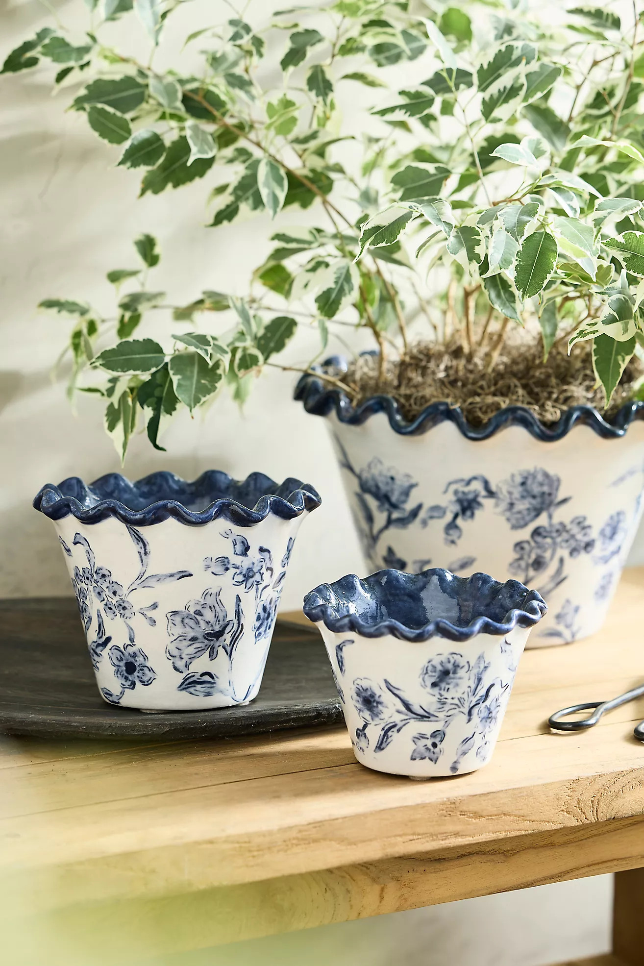 Ruffled Blue Lace Terracotta Planter | Terrain