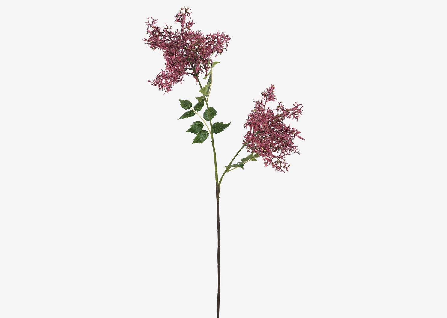 Miki Stonecrop Stem Pink | Urban Barn