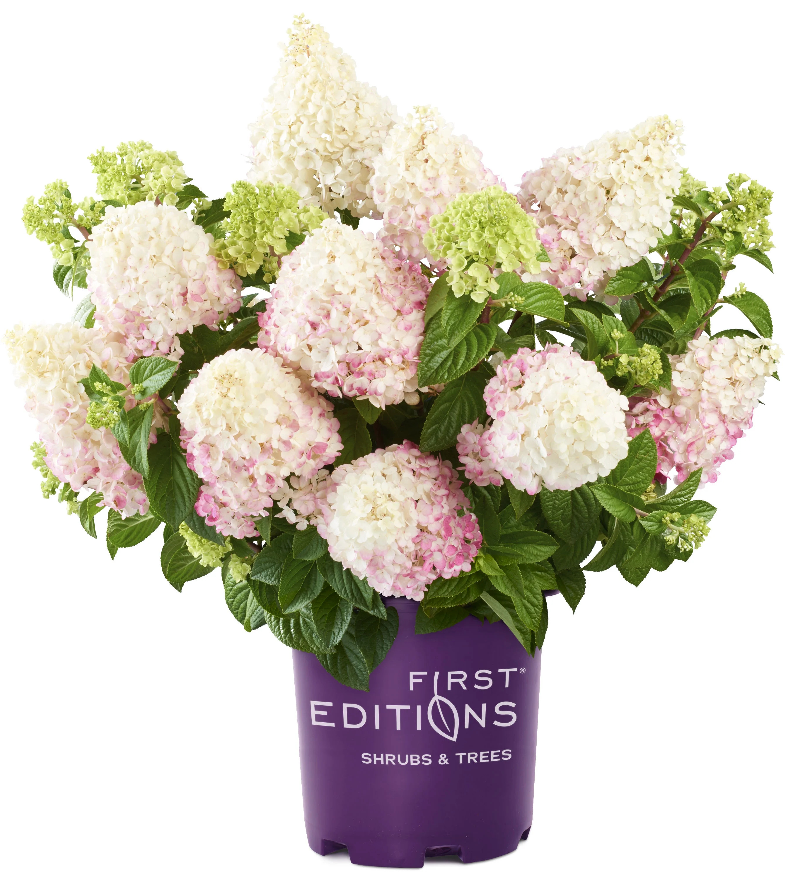 First Editions 2 gal Hydrangea Vanilla Strawberry Live Shrubs | Walmart (US)