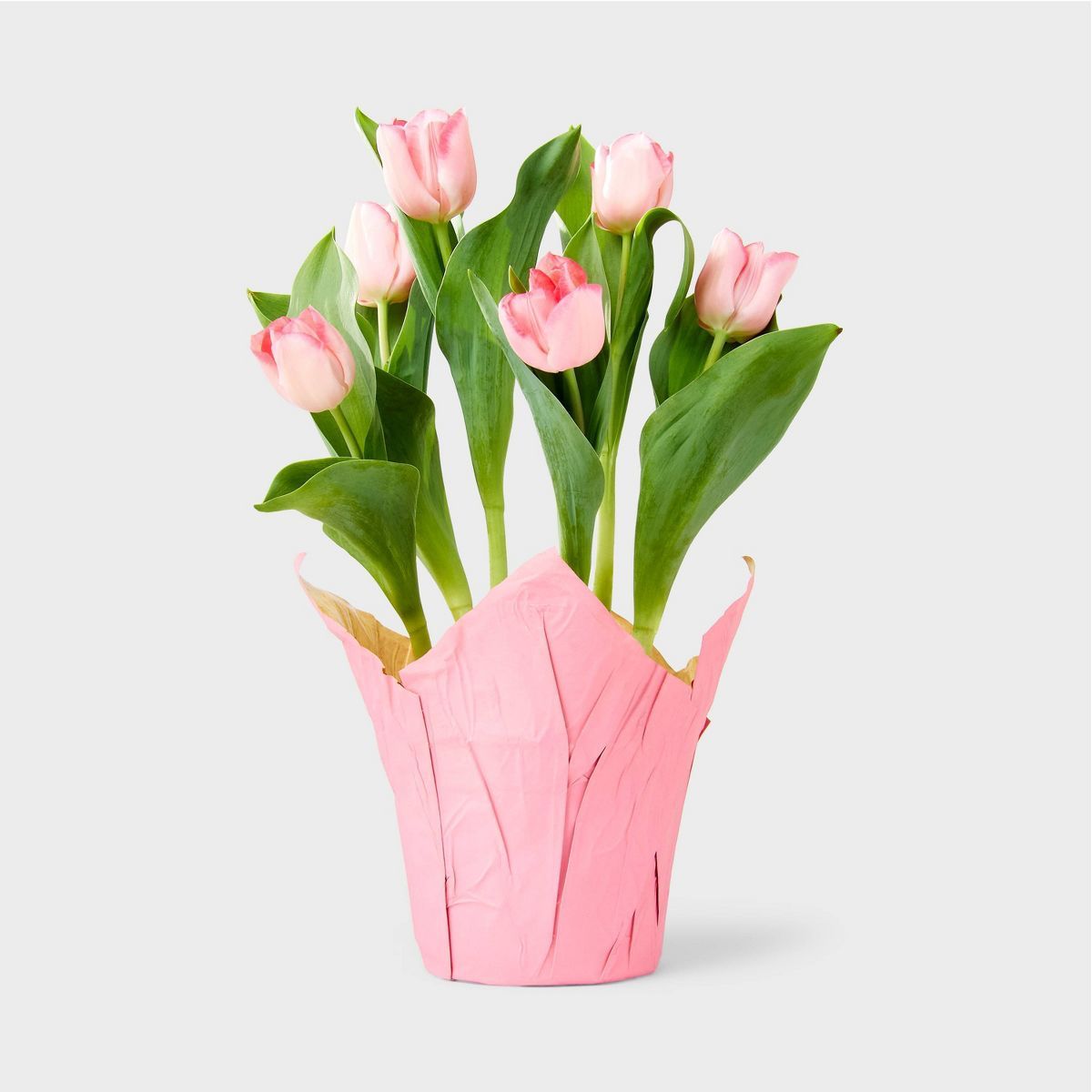 Live 6" Pink Potted Tulip Plant - Spritz™ | Target