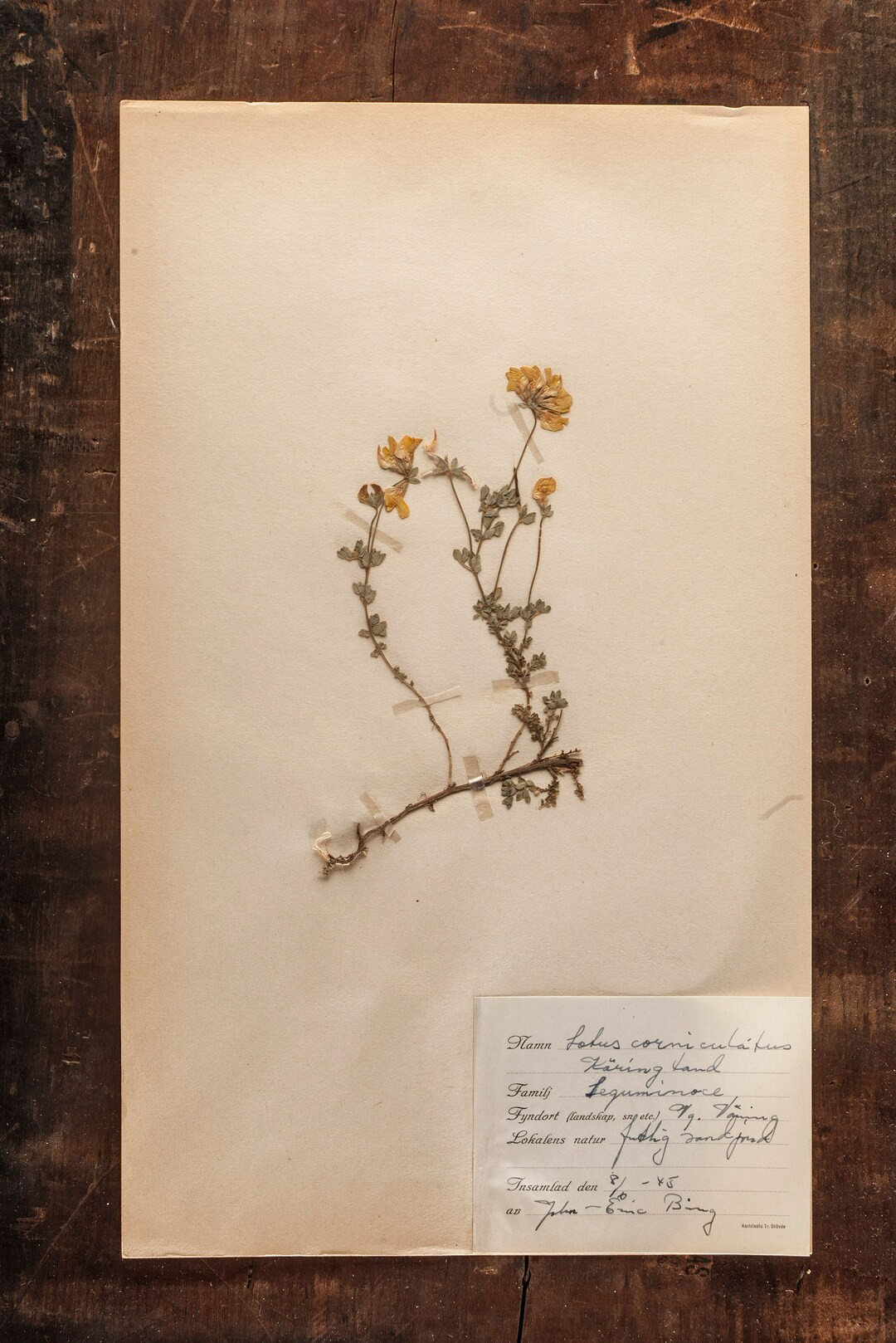 1 of 10 Antique Swedish 1940's HERBARIUM Pages Vintage - Etsy | Etsy (US)