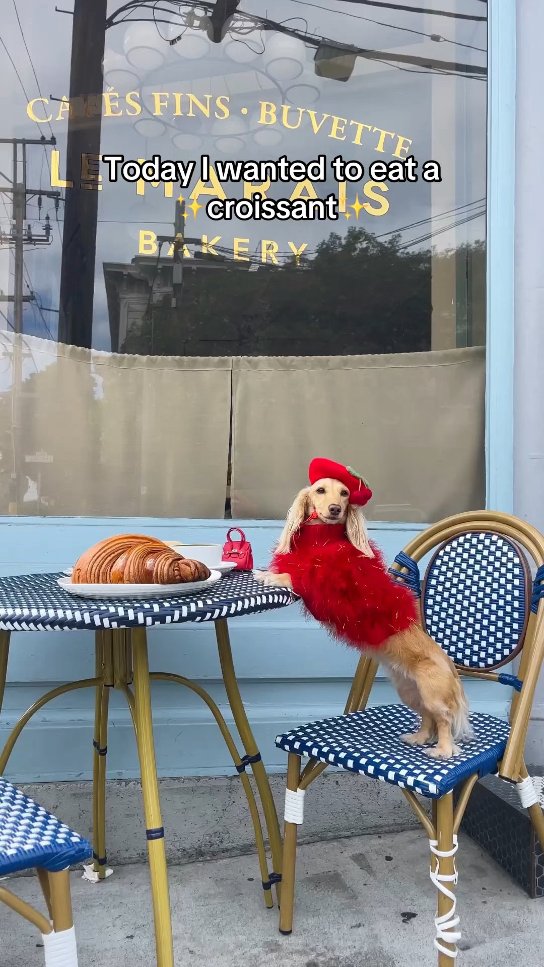 Clemmie’s Parisian inspired outfit details! 🇫🇷

.

.

.

.

(Dog fashion, dog outfit, dog accessories, dog sweater, dog essentials, dog beret, dog feather sweater, maxbone dog sweater, fluffy dog sweater, dachshund clothes, dachshund outfit, dog clothes, dog jacket, fall fashion, French style, Paris outfit, French outfit, stylish sweater for dogs, French beret for dogs, dog influencer, pet clothes, pets, pet outfit, pet accessories, clementinethedox #dogsweater #maxbone #dogaccessories #dogessentials )

#LTKStyleTip #LTKFindsUnder50 #LTKPets