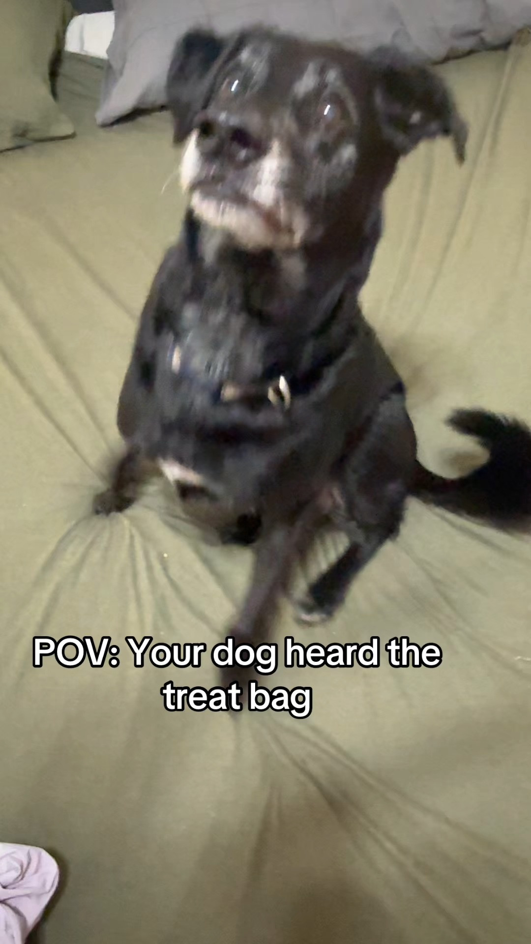 A simple chew treat for dogs who deserve the good stuff.

Wild Wolf 12” Beef CollySticks are single-ingredient dog chews made for happy pups, snack time, and keeping them busy with something they’ll actually love. Perfect for dog moms who want a natural treat without the unnecessary extras.

#dog #dogmom #doglife #treats #doglovers 

 #LTKdayinmylife #LTKmomlife #LTKfoodie