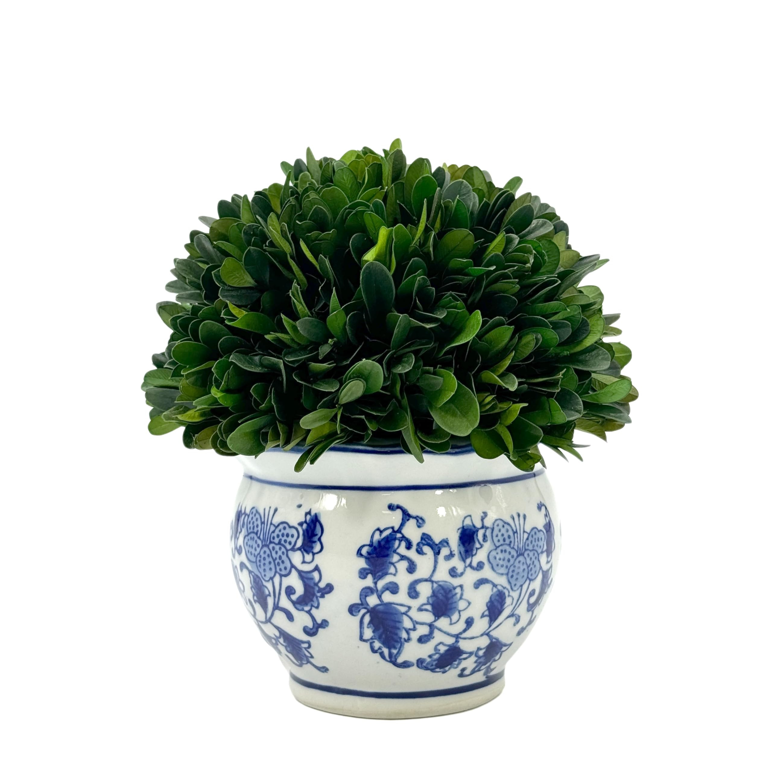 Galt International 7" Naturally Preserved Real Boxwood Ball in Hand-Painted Blue & White Round Bu... | Amazon (US)