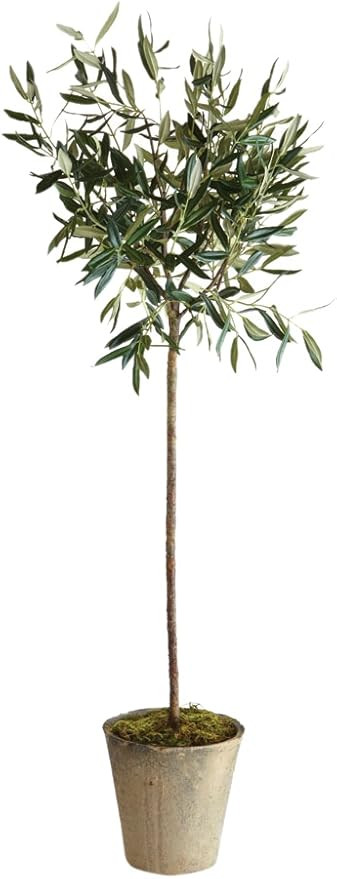 Napa Home & Garden Olive Tree in Pot, 46-Inch | Amazon (US)