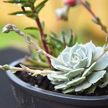 All Natural Succulent and Cactus Soil Mix by Perfect Plants | Made in The USA | 4 Quarts for All ... | Amazon (US)