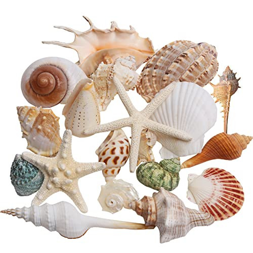 JQAQJU Sea Shells Mixed Beach Seashells 20 Kinds, 1.5"-5.5" Various Sizes Large Ocean Shells Conch 2 Kinds Natural Starfish for Decorating Beach Theme Party Fish Tank Filling Home Decor Wedding | Amazon (US)