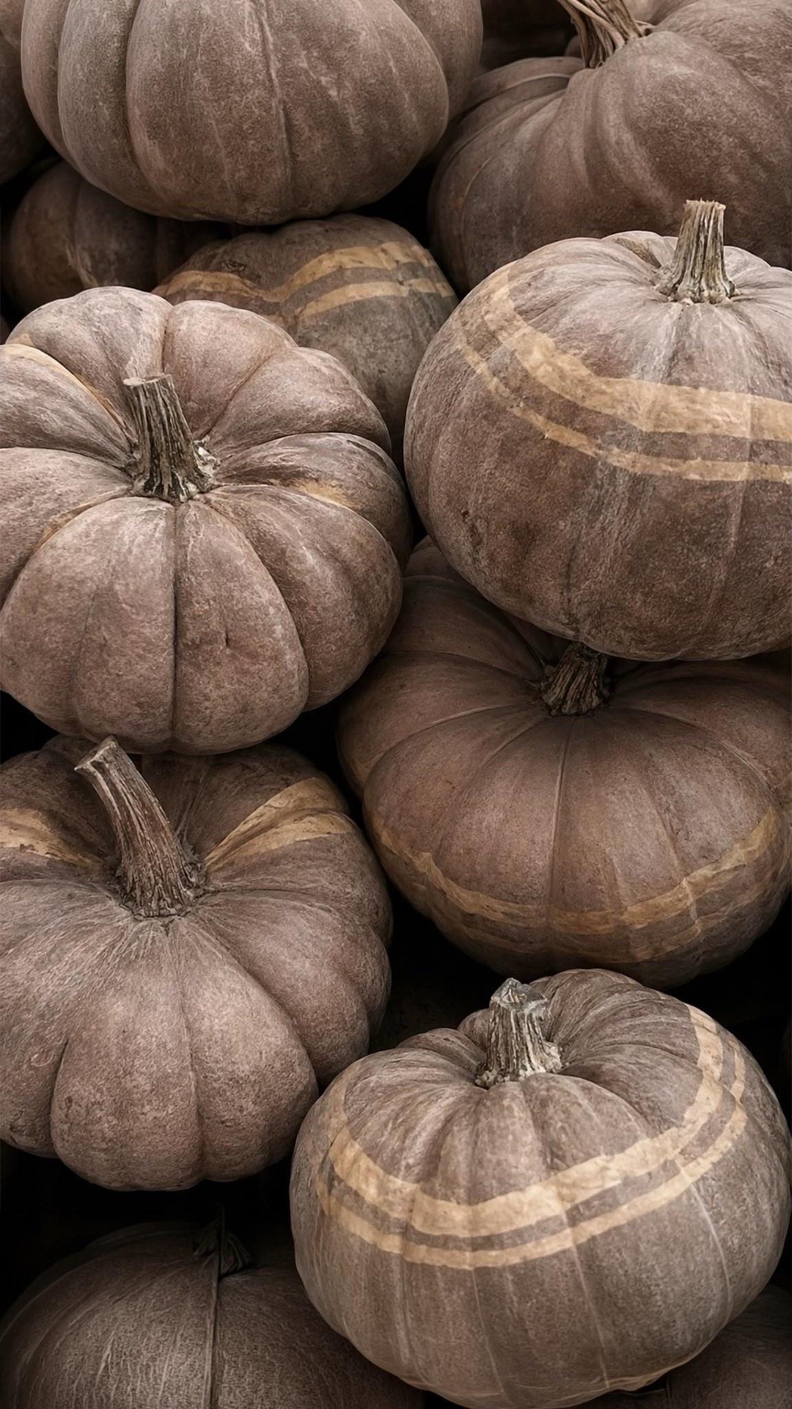 These pottery barn pumpkins are everything 🤎

#LTKSeasonal #LTKHome