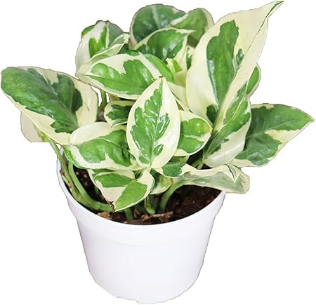 Pothos N'Joy | 4 inch | Tropical Ambiance | Amazon (US)