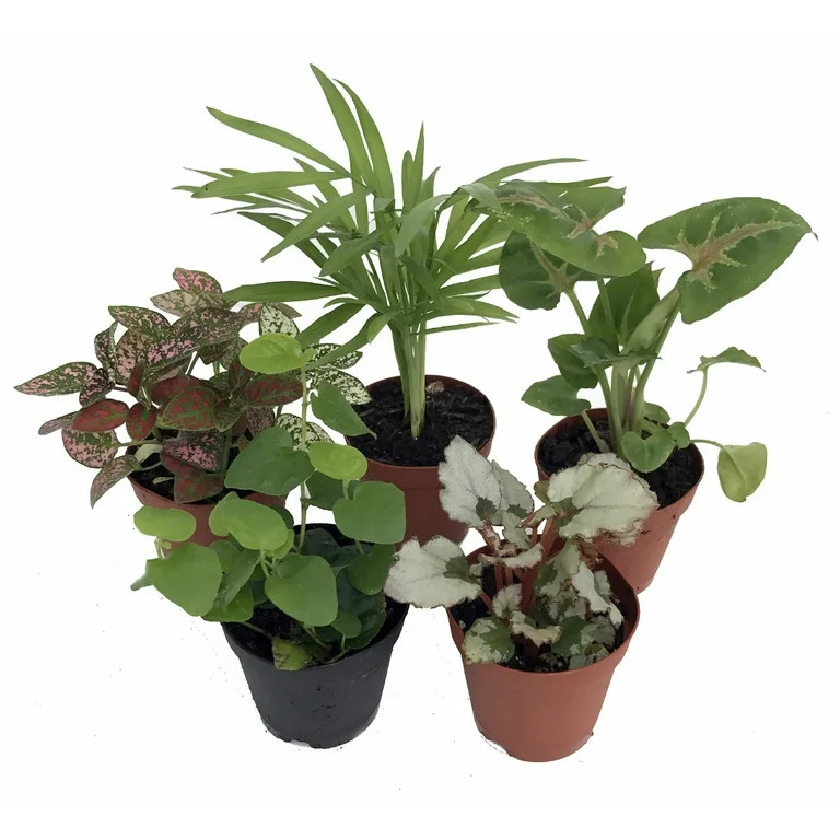 Hirt's Terrarium Kit with 5 Terrarium Plants and 5 Ferns | Walmart (US)