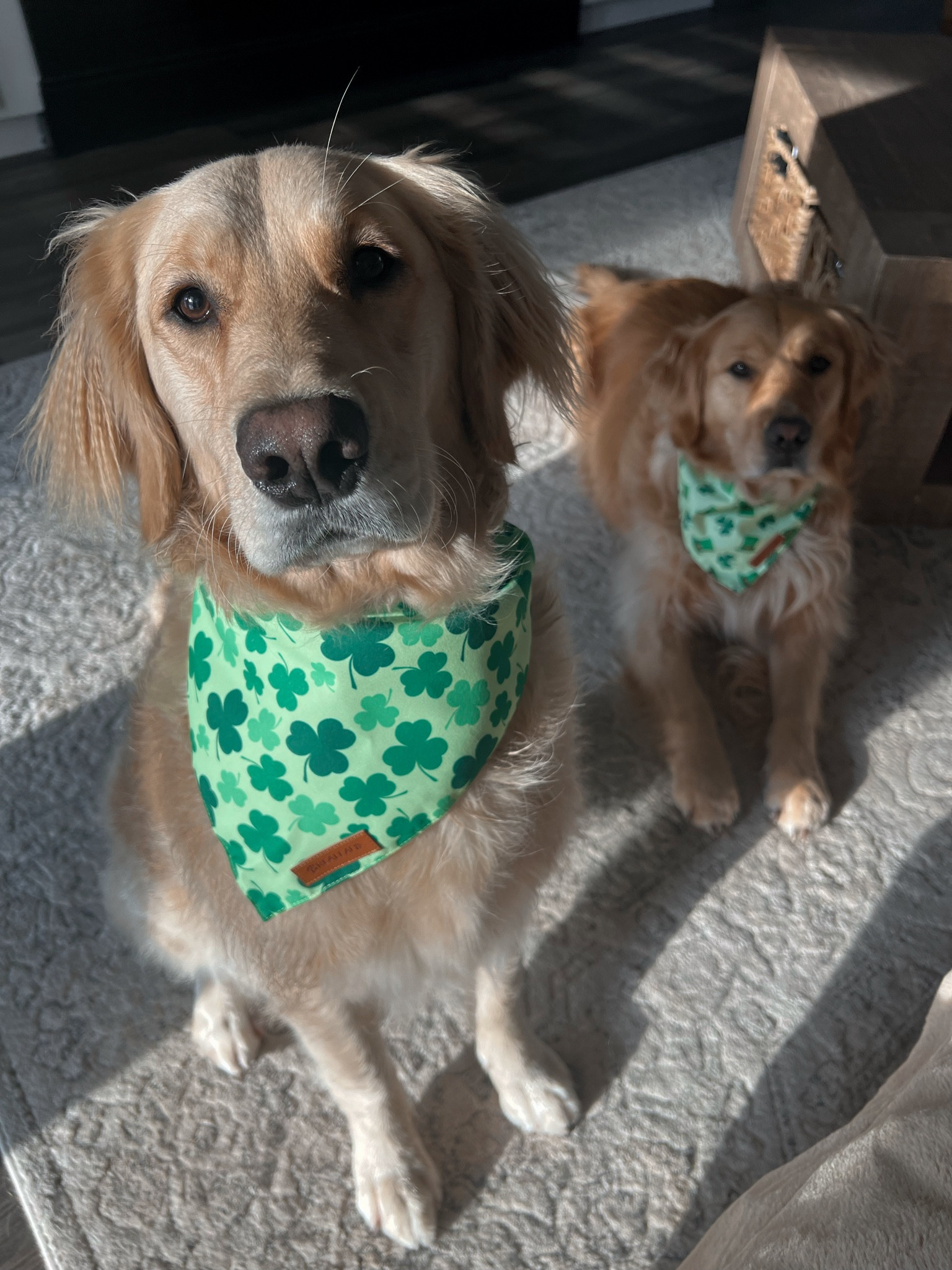 Lucky dana day🍀🤎🐾

Amazon finds / pet / golden retrievers / dog mom / bandanas / Holley Gabrielle 

#LTKkids #LTKstyletip #LTKfindsunder50
