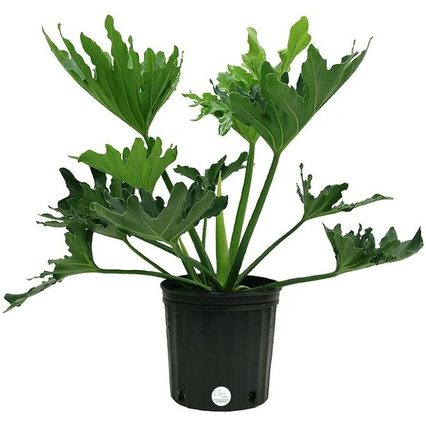 Costa Farms Live Indoor 24in. Tall Green Lacy Tree, Selloum; Medium, Indirect Light Plant in 10in... | Walmart (US)