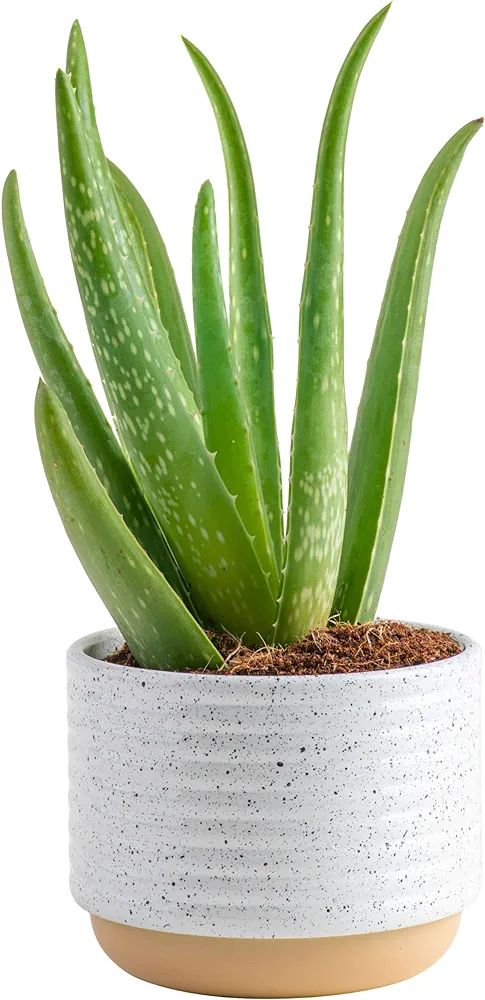 Costa Farms Aloe Vera, Live Succulent Plant, Easy Care Indoor Houseplant in Modern Décor Planter... | Amazon (US)