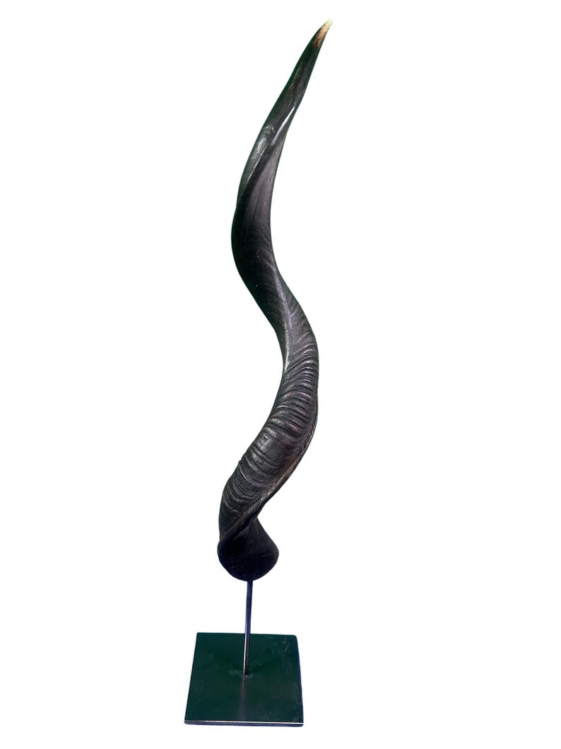 Kudu Horn on Metal Base- Real Natural Kudu Horn - Real Horn Antler for Decor - Horn Size: Approx.... | Etsy (US)