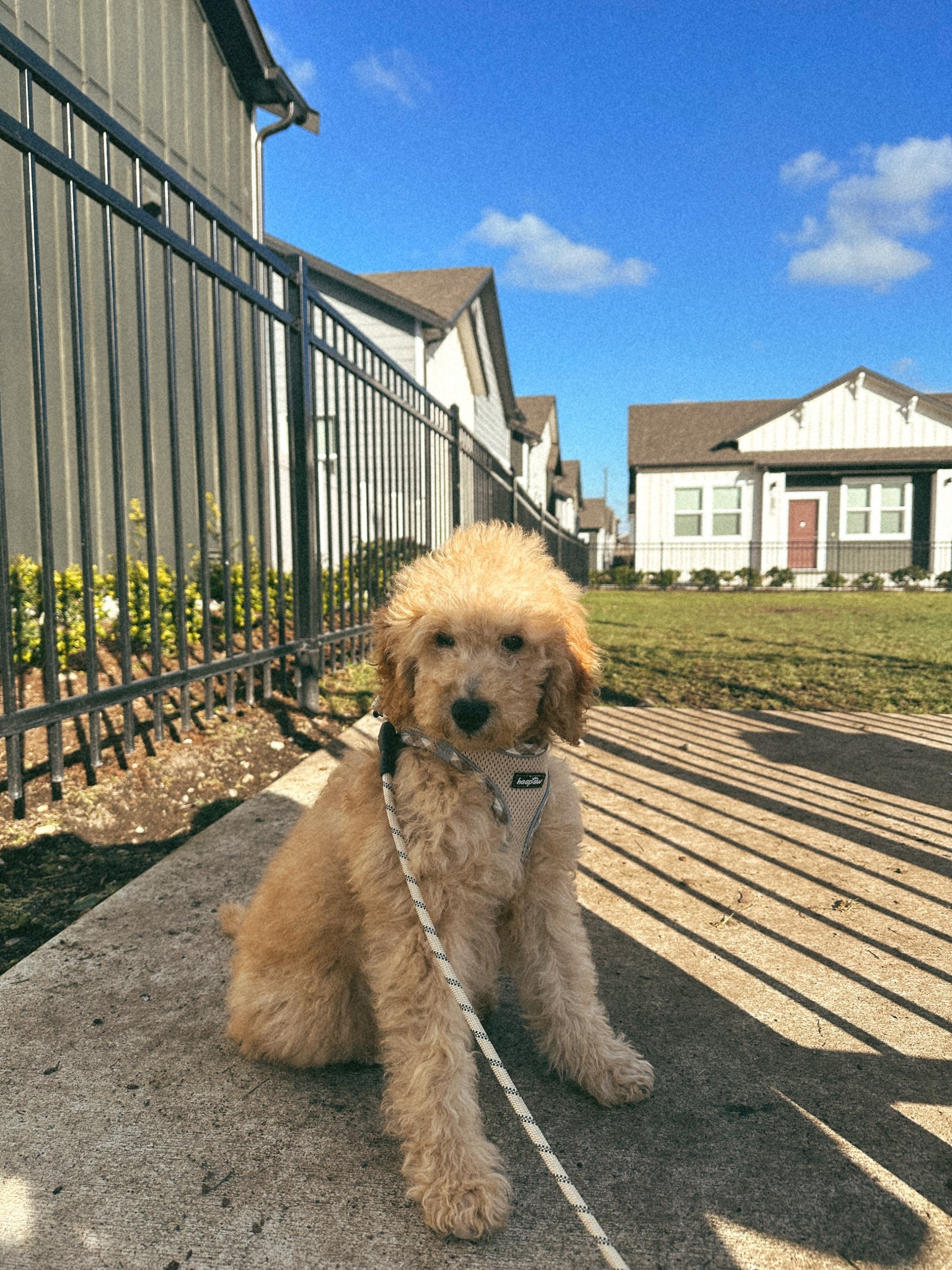 Goldie💛

#LTKPets