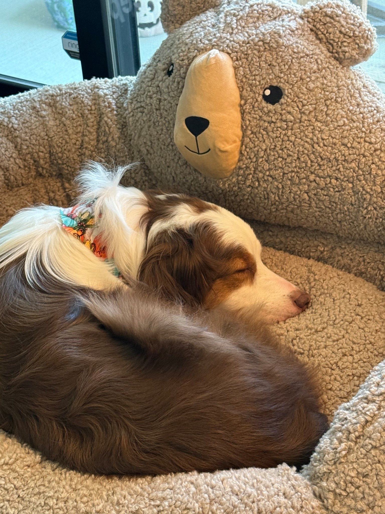 Cozy dog bed for the holidays 🐶🧸

#LTKHoliday #LTKHome #LTKFindsUnder100