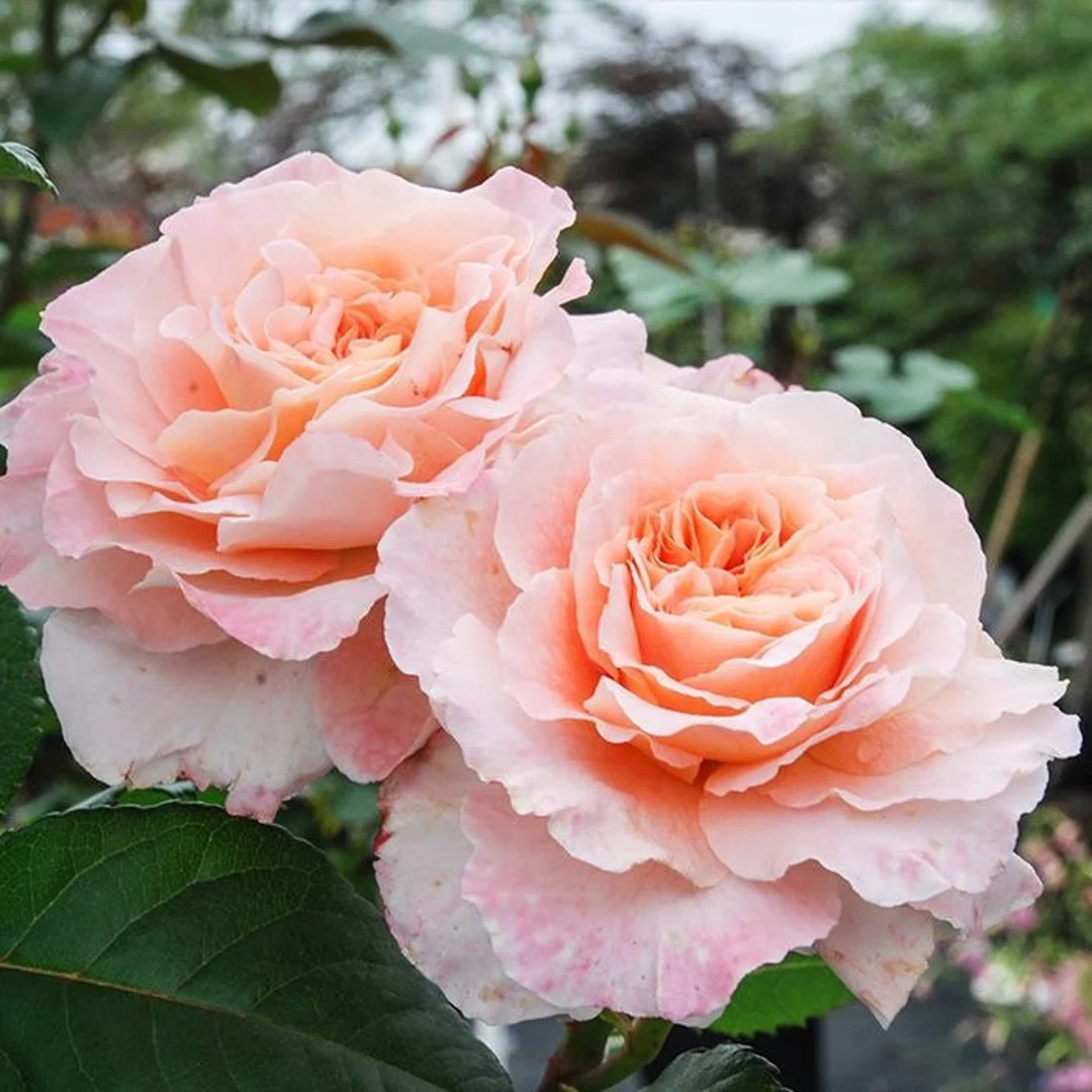 Rose Augusta Luis. 奥古斯塔. 路易斯. Strong Fragrance. Continue Blooming. Easy Care. Prett... | Etsy (US)