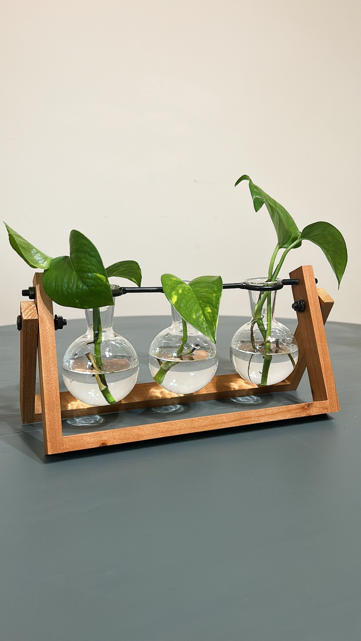 One of my favorite propagation finds 😍 Brightens up any space 

#LTKSeasonal #LTKHome #LTKFindsUnder50