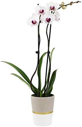Plants & Blooms Shop™ PB118 Orchid, 5", White | Amazon (US)