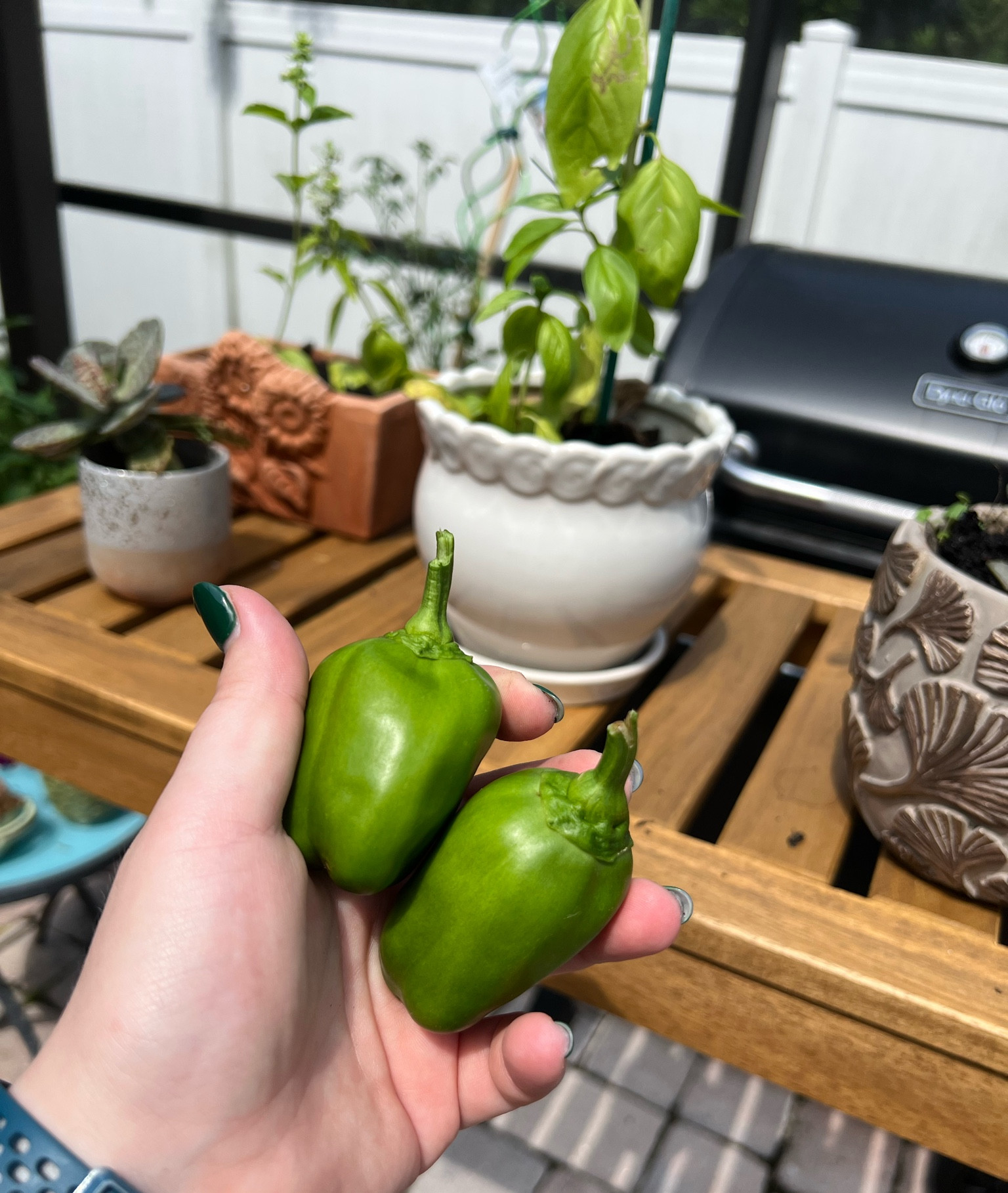 Patio garden must haves for growing your own vegetables and herbs 🪴 

#LTKSeasonal #LTKhome #LTKFind