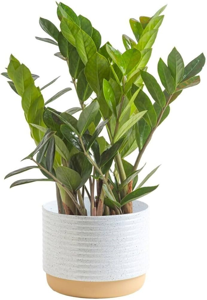 Costa Farms ZZ Plant, Live Indoor Houseplant in Modern Decor Planter, Natural Air Purifier in Pot... | Amazon (US)