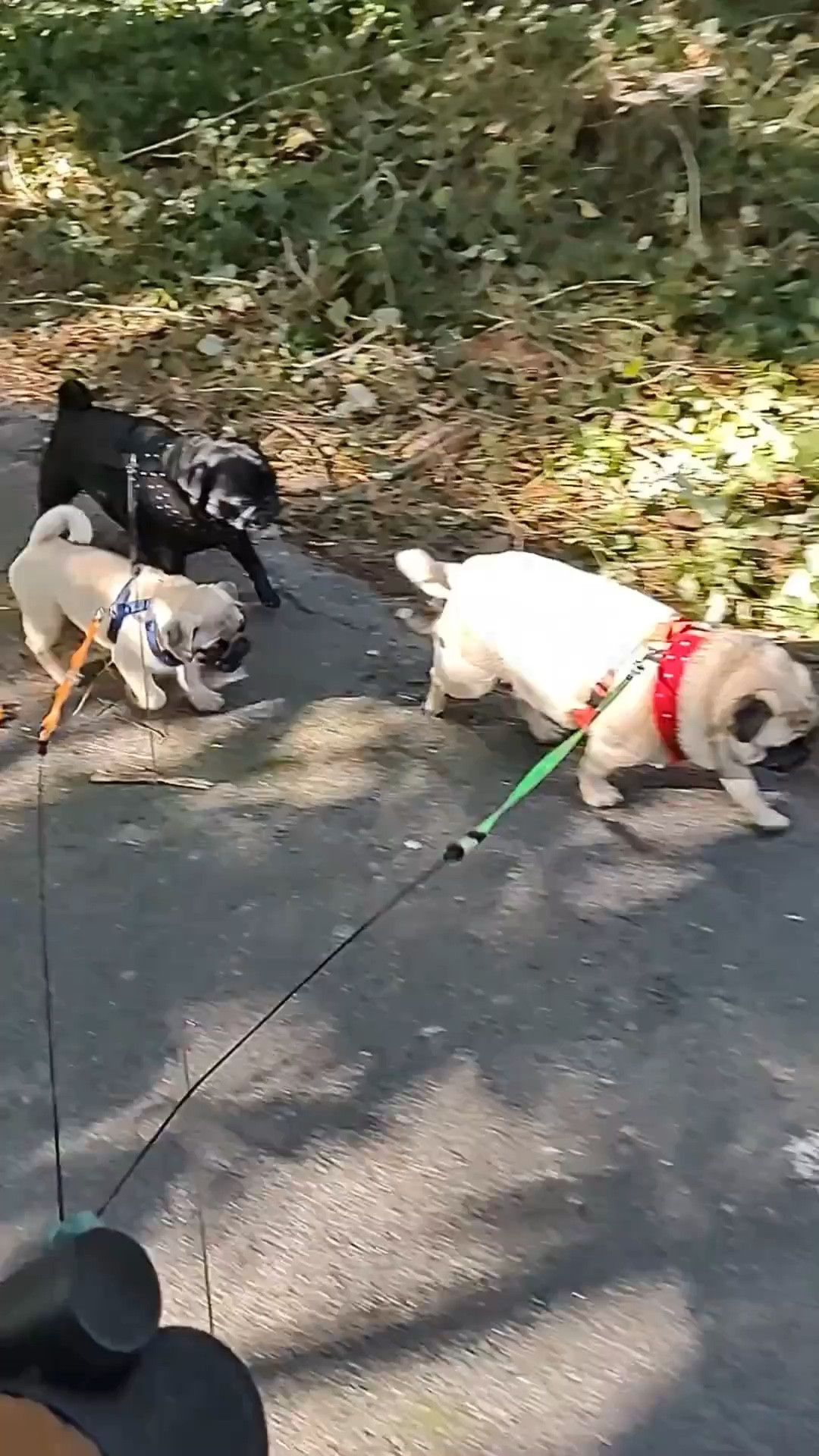 40% of dog owners don’t walk their dogs…
and honestly, I get it.

It’s not always about being lazy—
sometimes it’s just hard to manage.

Multiple dogs. Pulling. Tangling.
One walk turns into a whole situation.

So I tried this… and it actually made things easier.

Not perfect. Not magic.
Just… simpler.

And sometimes that’s enough to get you out the door.
Save this video and check out more Pet Squad Items playlist.

#everydayliving #realsolutions #dogroutine
#amazonfinds #honestreview
#petlovers #doghacks #lifeeasier


#LTKOver40 #LTKActive #LTKmomlife