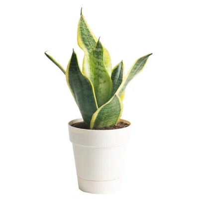 Snake Plant in Décor Planter | Wayfair North America
