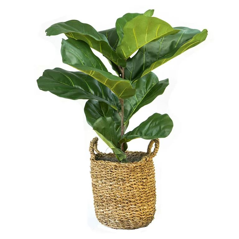 3-foot Fiddle Leaf Fig Plant in Basket | Walmart (US)