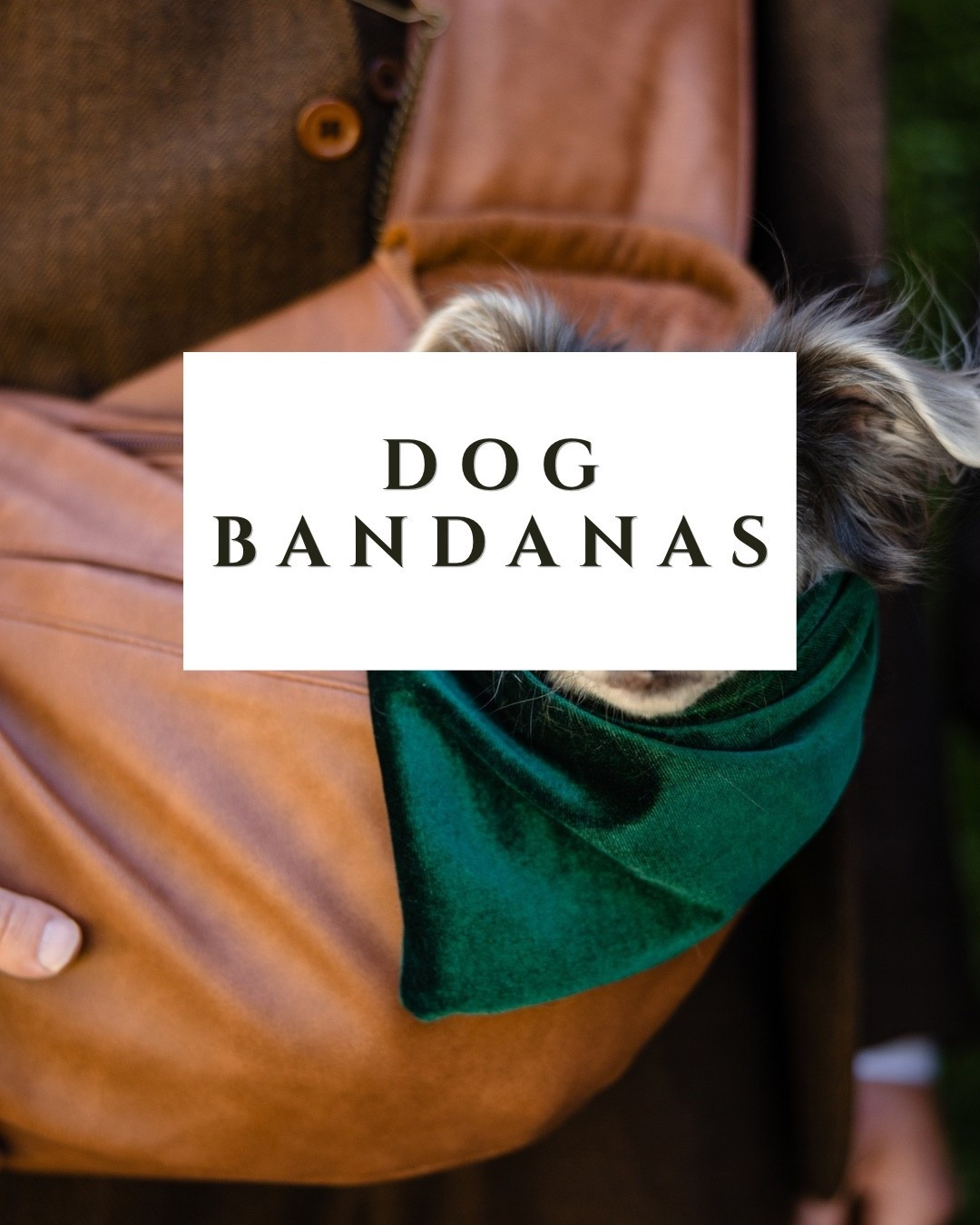 All our favorite dog bandanas! #dogbandana #dogoutfit #dogmom