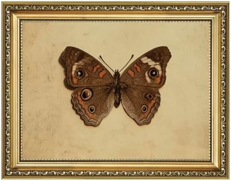 AIKETUO Gold Framed Retro Vintage Wall Art for Bedroom, Vintage Butterfly Picture Room Wall Decor... | Amazon (US)