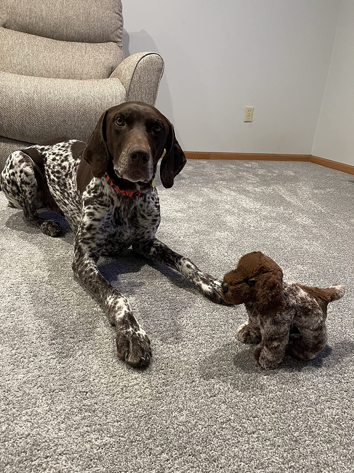 Douglas Ivan German Pointer Dog Plush Stuffed Animal | Amazon (US)
