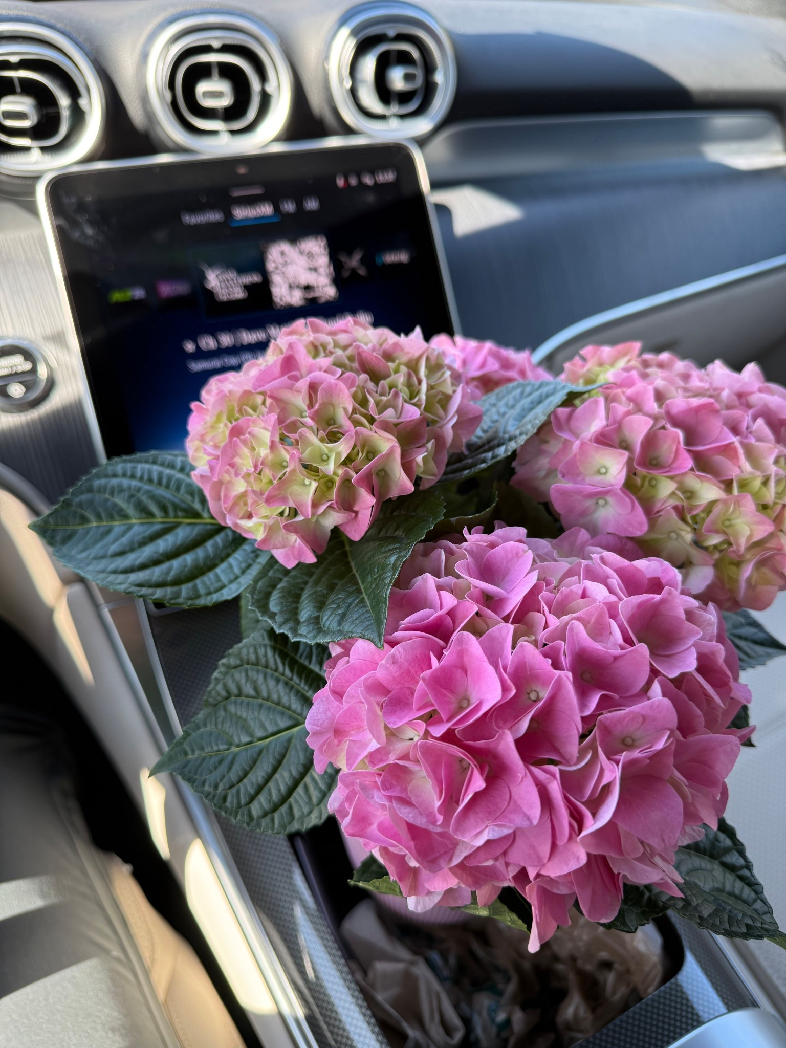 I love hydrangeas and treated myself for Galentine’s Day! Why not, right?!? I can’t wait to get these in a pot. Spring is coming! 🩷 Enjoy your day ladies, and call your bestie!

#freshflowers #hydrangeas #pinkhydrangeas #galentines #valentines #springflowers

#LTKValentine #LTKSeasonal #LTKHome