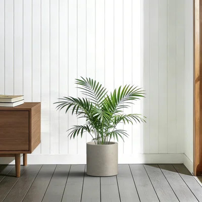 Concrete Tall Round Planter/Pot Cylindrical Flower Planter with Drainage Hole, Upgraded Interior | Wayfair North America