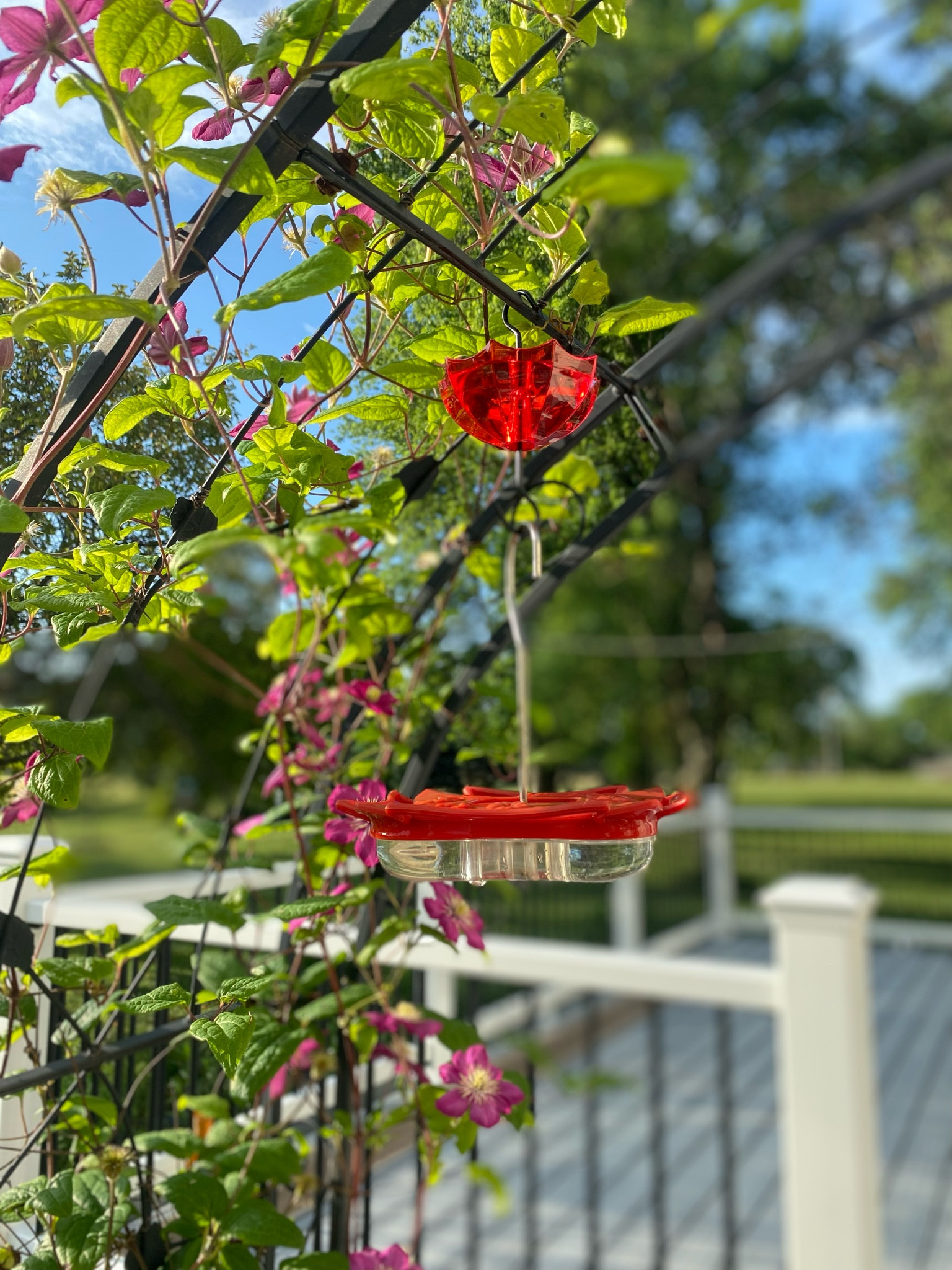 Hummingbird accessories to keep our tiny fliers happy and healthy! 

#LTKhome #LTKfamily #LTKSeasonal