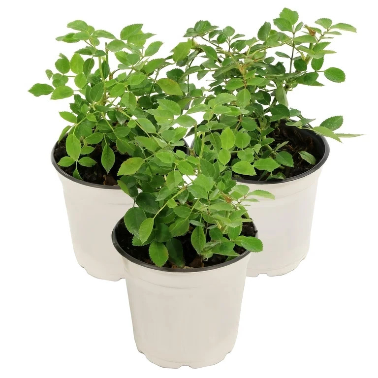 National Plant Network Live Shrub 4" Mini Rose Rise and Shine (3-Pack) with Full SUnlight | Walmart (US)