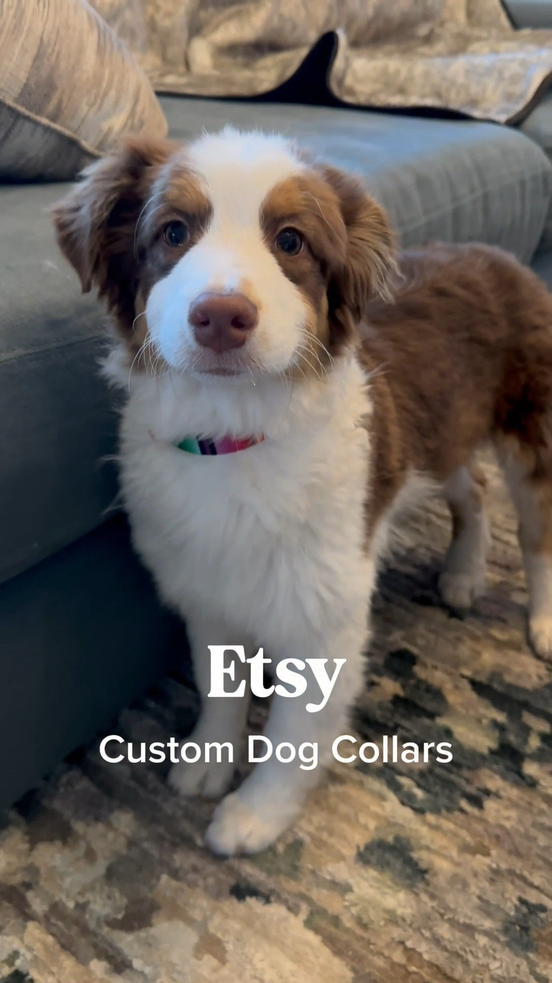 We all love our new custom dog collars from Etsy! Super fast shipping and only $19! Check them out! 
xoxo, Charli and Reese 💛

#LTKFindsUnder50 #LTKWatchNow #LTKPets