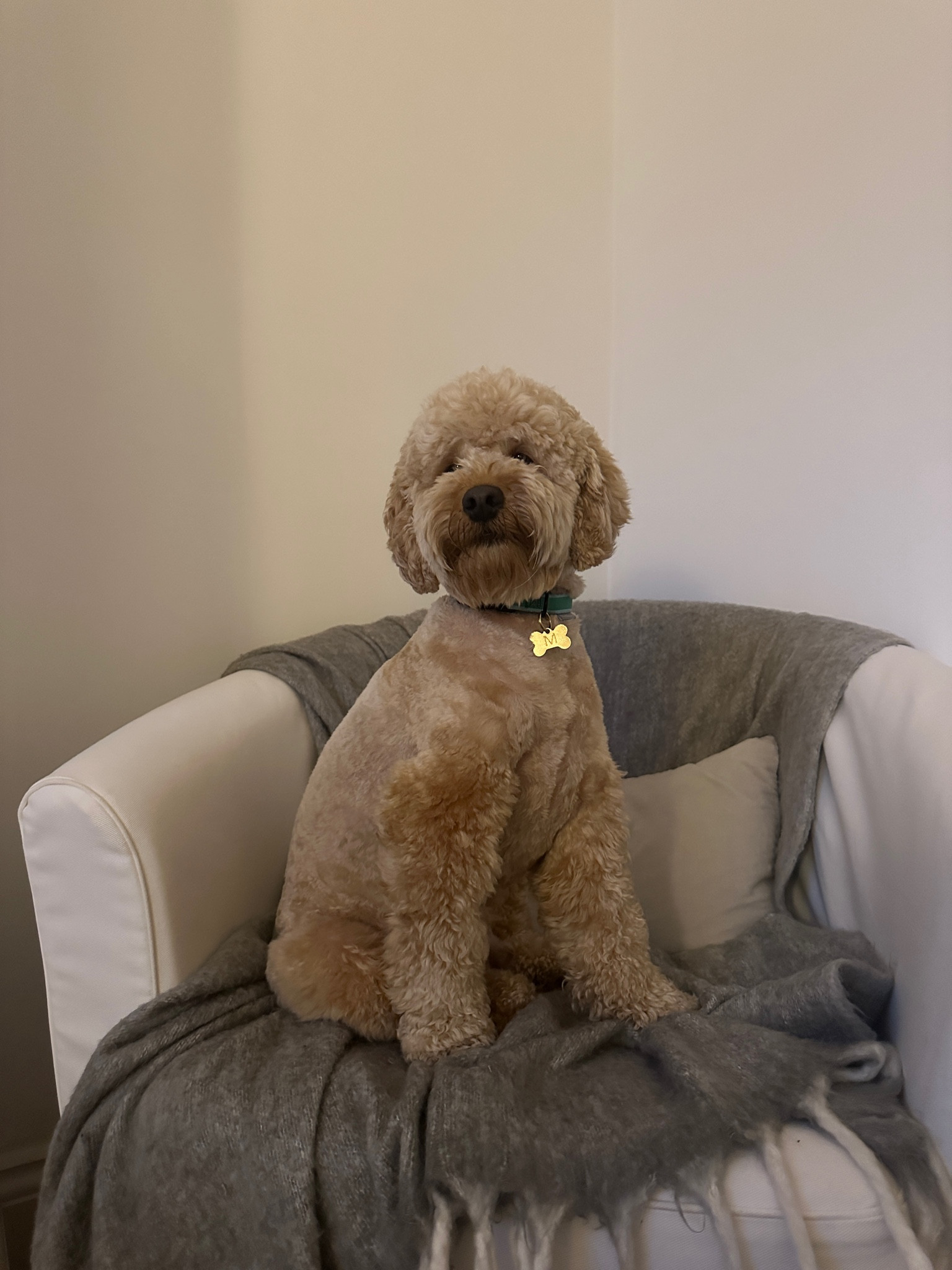 Marco dog bits and bobs #ltkpets #ltkdogs

#LTKuk