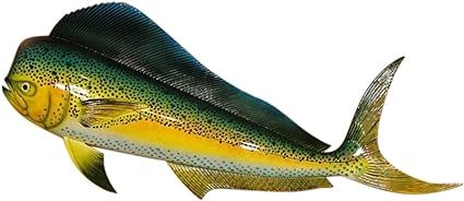 Replica Mahi 28" Salt Water Fishing Wall Decor | Amazon (US)