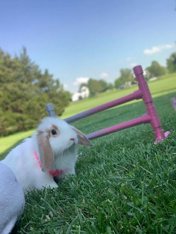 Bunny Hopping Jump GLITTER | Etsy (US)