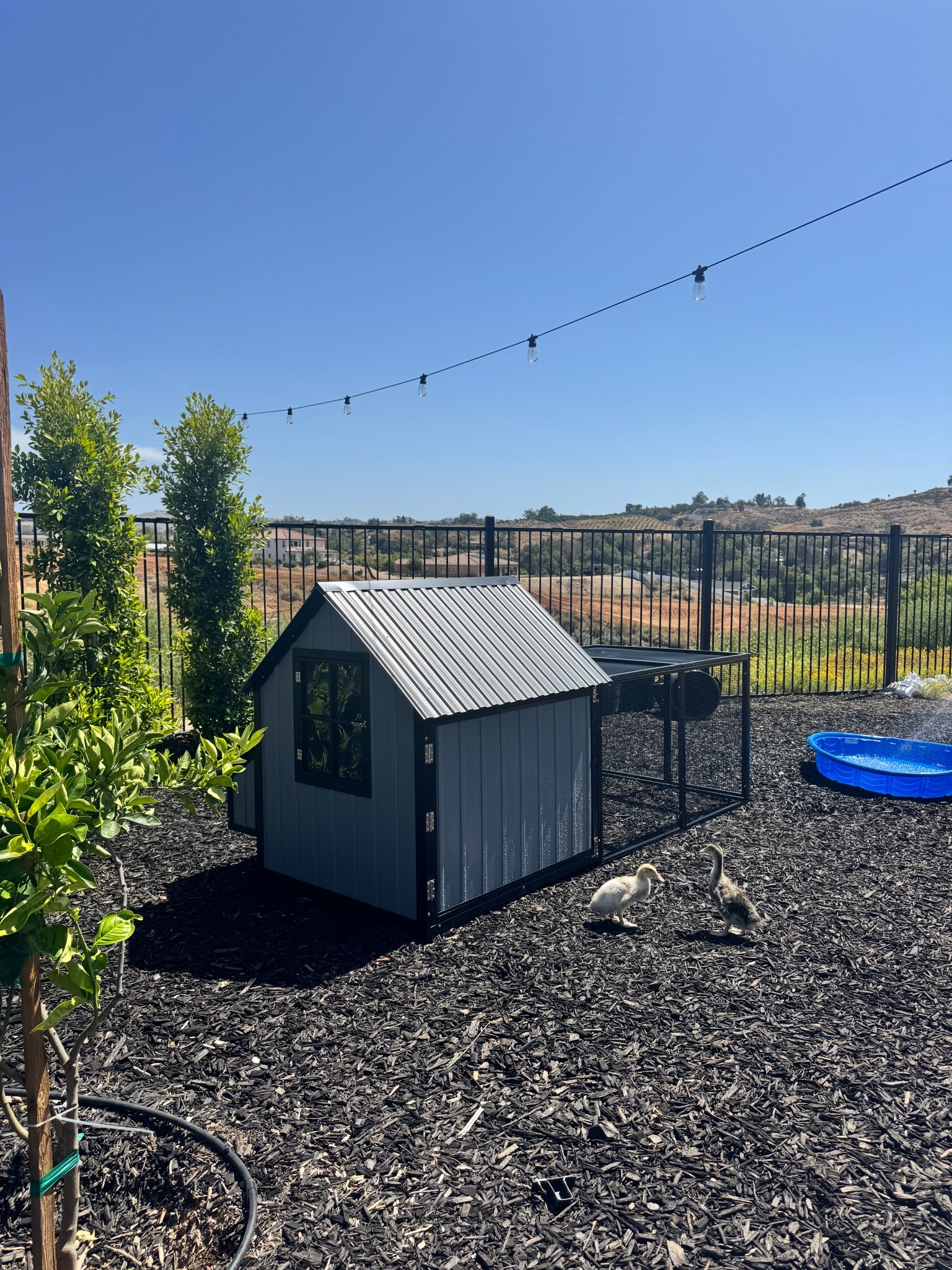 6 capacity coop for our ducklings 🦆🖤 placed this in the orchard for now until we build a permanent/larger ones to accommodate both ducks and chicks. 

ducklings, orchard, backyard, home, ducks, farm

#LTKHome