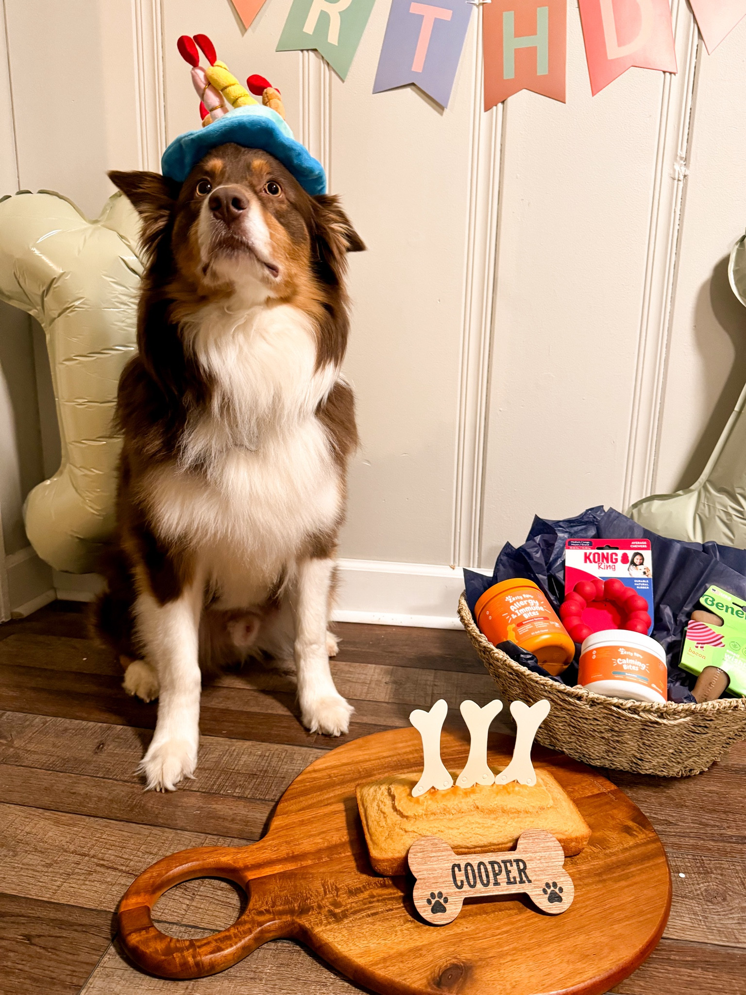 Cooper got these awesome gifts from Chewy and a peanut butter doggie cake!! 🐕🐾🦴🐶 

#LTKfindsunder50 #LTKfamily #LTKparties